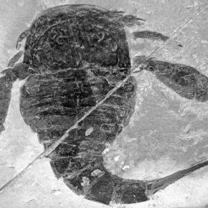 Eurypterid — Sea Scorpion — Museum Replica