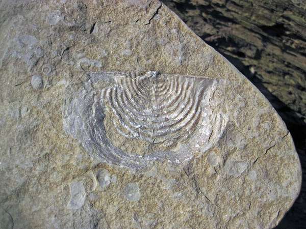 Brachiopod Cluster — Spirifer — Field-Collected