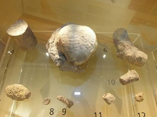 Crinoid Stem Section — Polished — Small Specimen