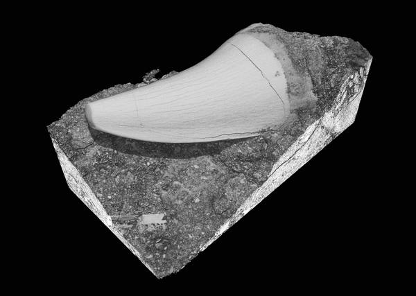 Mosasaur Tooth on Matrix — Small Specimen