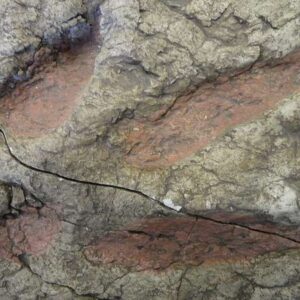 Trace Fossil — Dinosaur Footprint Cast — Display Grade