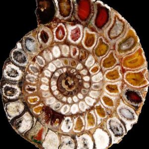 Nautiloid — Cyrtoceras Orthocerid — Display Grade