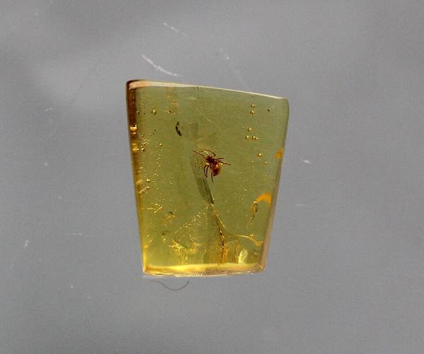 Spider in Amber — Burma — Prepared Specimen