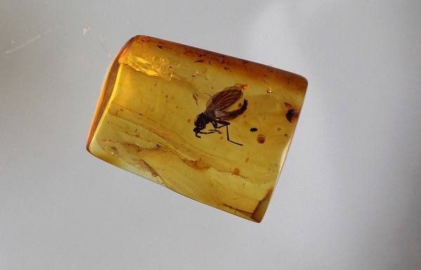 Insect in Amber — Ant Cluster — Museum Replica