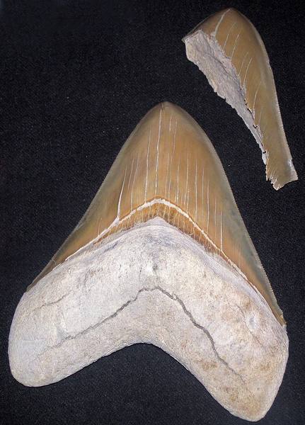 Shark Teeth — Odontaspis Cluster