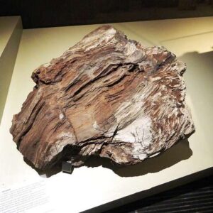 Petrified Wood — Araucarioxylon — Exceptional Preservation