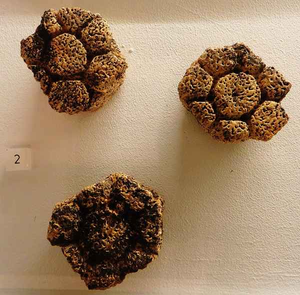 Glyptodon Osteoderms — Field-Collected