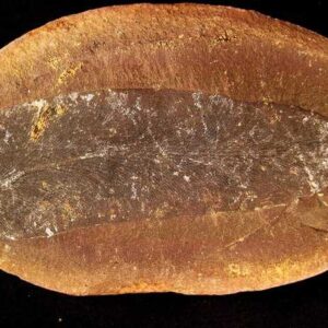 Fern Fossil — Pecopteris