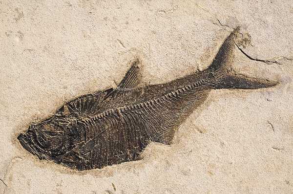 Fish Fossil — Green River Formation — Small Specimen