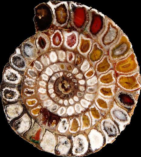 Ammonite — Polished Section — Small Specimen