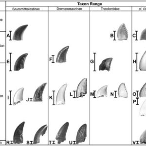 Dinosaur Tooth — Spinosaurus — Display Grade