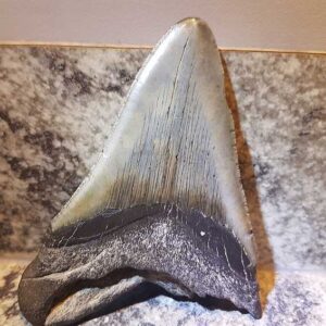 Megalodon Tooth Replica — Detailed