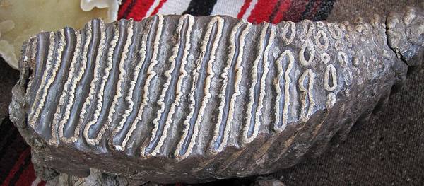 Mammoth Molar — Small Specimen