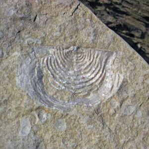 Brachiopod Cluster — Spirifer — Small Specimen