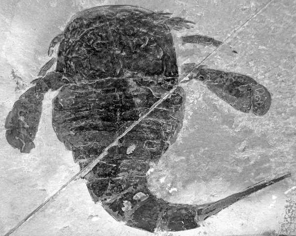 Eurypterid — Sea Scorpion