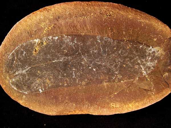 Fern Fossil — Pecopteris — Field-Collected