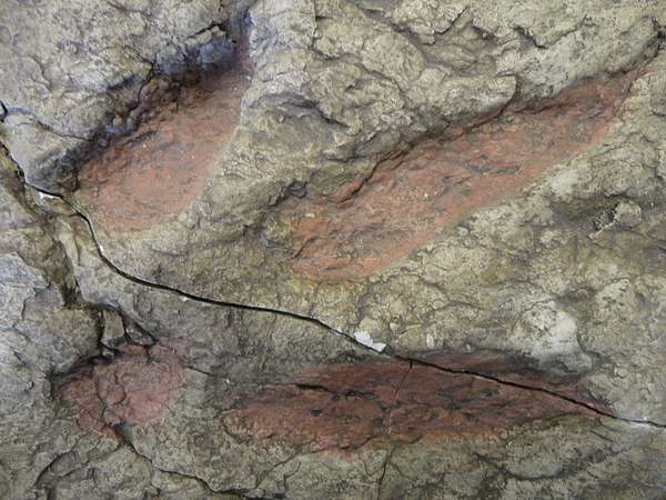 Trace Fossil — Dinosaur Footprint Cast — Field-Collected