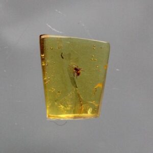 Spider in Amber — Burma — Field-Collected