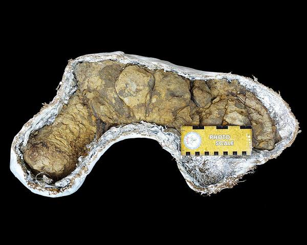 Coprolite — Predator Specimen