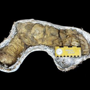 Coprolite — Predator Specimen — Display Grade