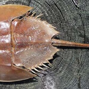 Trilobite — Enrolled Phacops — Display Grade