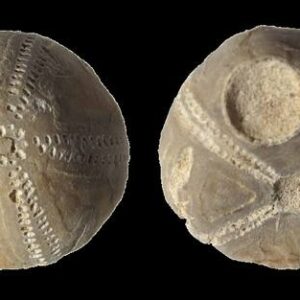 Sea Urchin — Micraster — Prepared Specimen