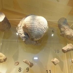 Crinoid Stem Section — Polished — Field-Collected
