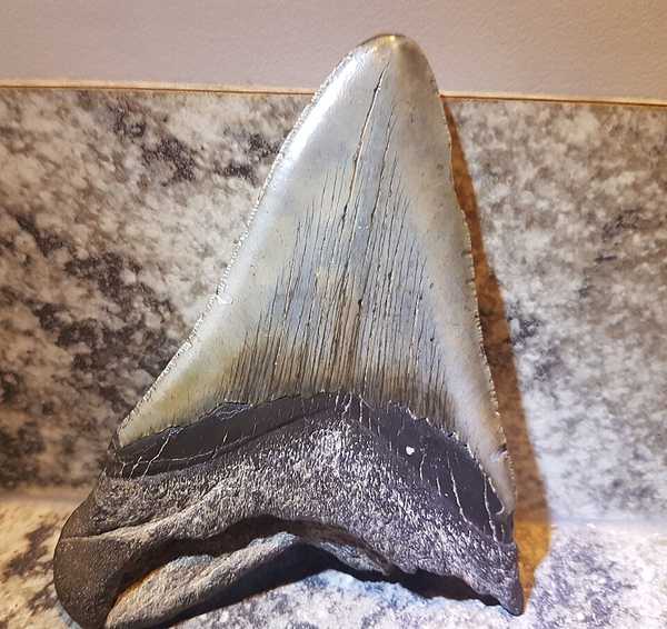Megalodon Tooth Replica — Detailed — Small Specimen