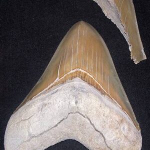 Shark Teeth — Odontaspis Cluster — Exceptional Preservation
