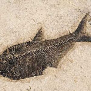 Fish Fossil — Knightia eocaena (Twin Plate) — Display Grade