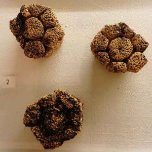 Glyptodon Osteoderms — Museum Replica