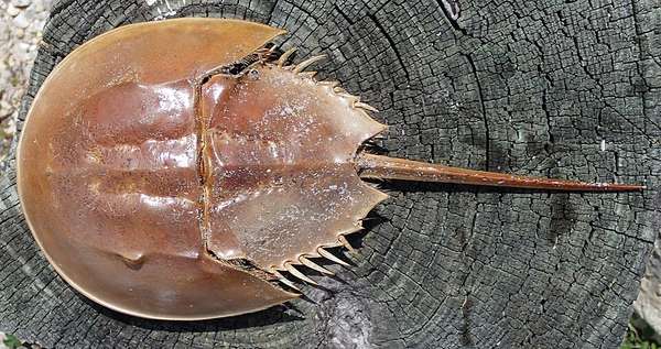 Trilobite — Walliserops trifurcatus (Trident) — Museum Replica