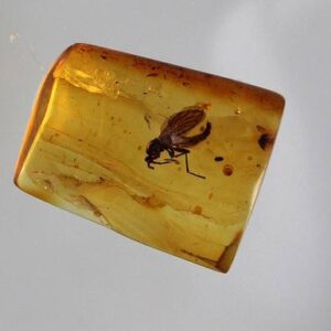 Insect in Amber — Ant Cluster