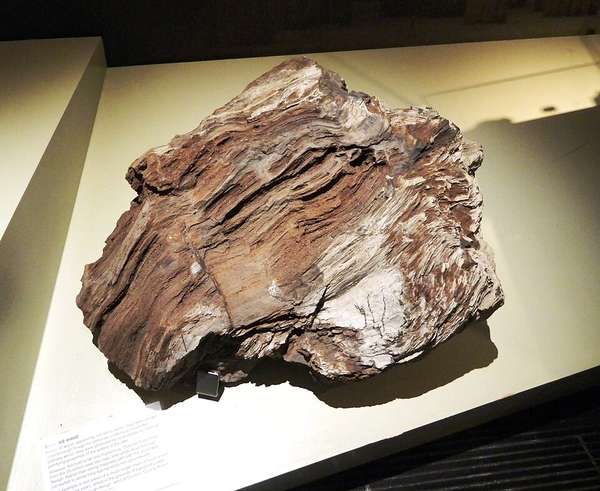 Petrified Wood — Araucarioxylon