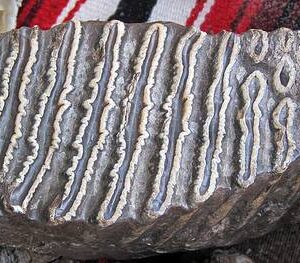 Mammoth Molar — Field-Collected