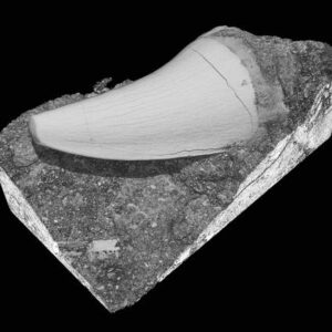Mosasaur Tooth on Matrix — Exceptional Preservation