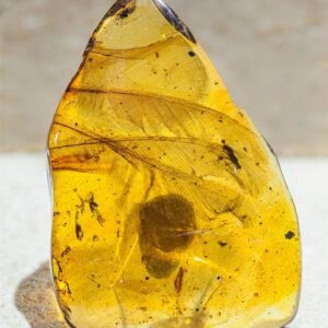 Burmese Amber with Lizard Inclusion