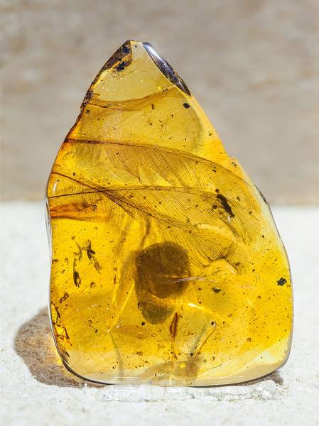 Burmese Amber with Lizard Inclusion — Cabinet Specimen