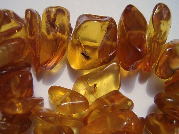Amber with Insect Inclusion — Natural Crystal