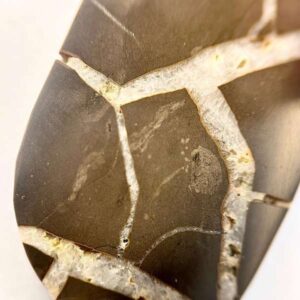 Septarian Nodule — Polished Half — Specimen Grade