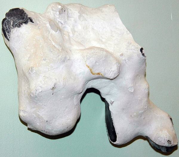 Chalk with Flint Nodule
