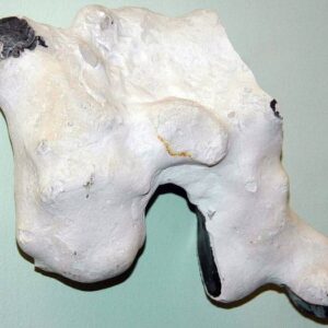 Chalk with Flint Nodule — Polished Face
