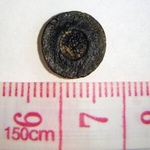 Australite Button — Polished Face