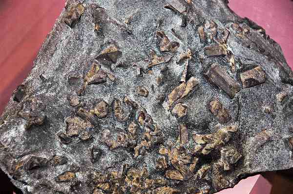 Staurolite Twin — Fairy Stone — Specimen Grade